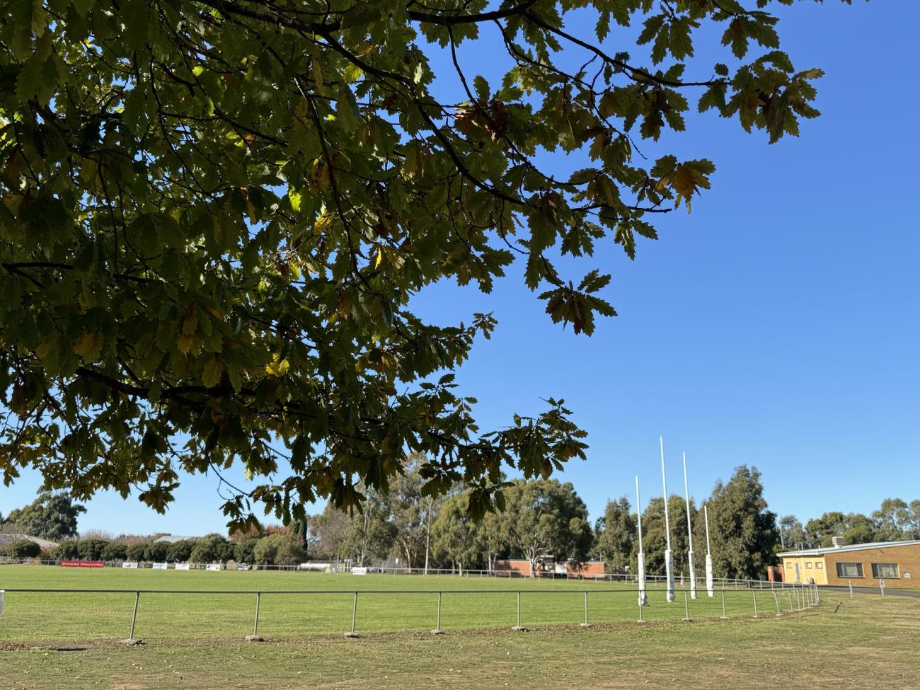 An AFL oval with a large green overhanging tree in the sunlight