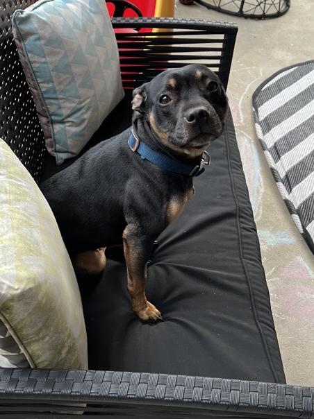 A black puppy sitting on an outdoor sofa and looking into the camera