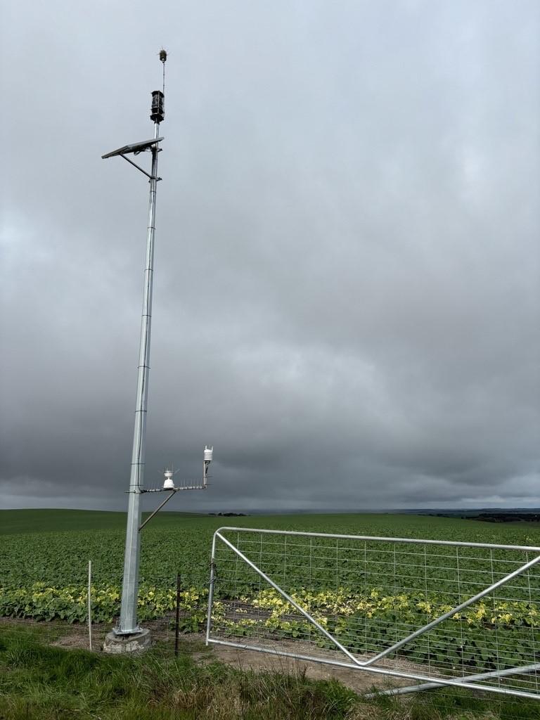 A canola field with a fence and gate, a tall pole with a weather sensor at the top