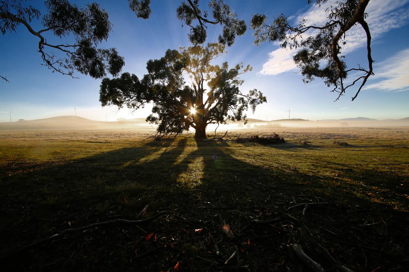 Sunset shining through the leaves of a gumtree on a farming landscape