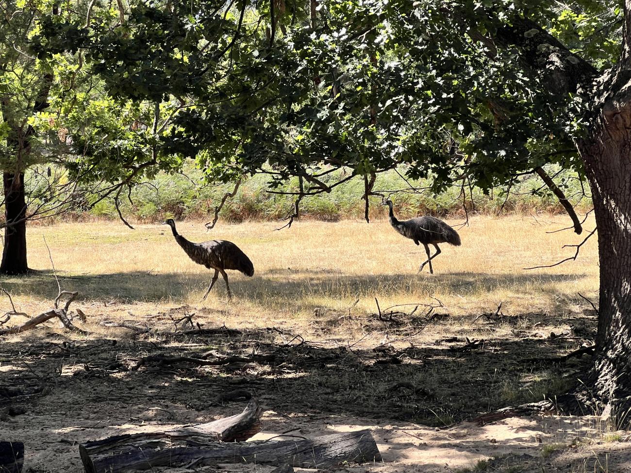 Two emus in the Australian bush